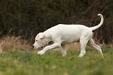 DOGUE ARGENTIN 105